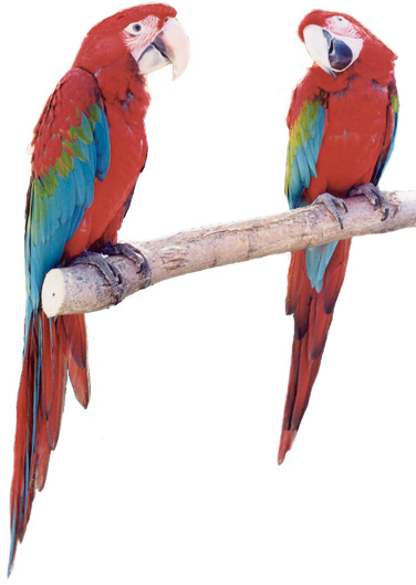 RFID-Macaws